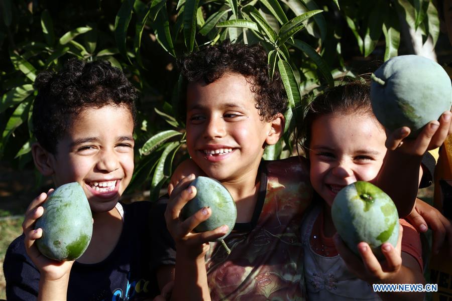 EGYPT-MONOFYA-MANGO HARVEST