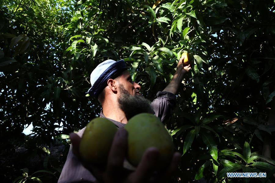 EGYPT-MONOFYA-MANGO HARVEST