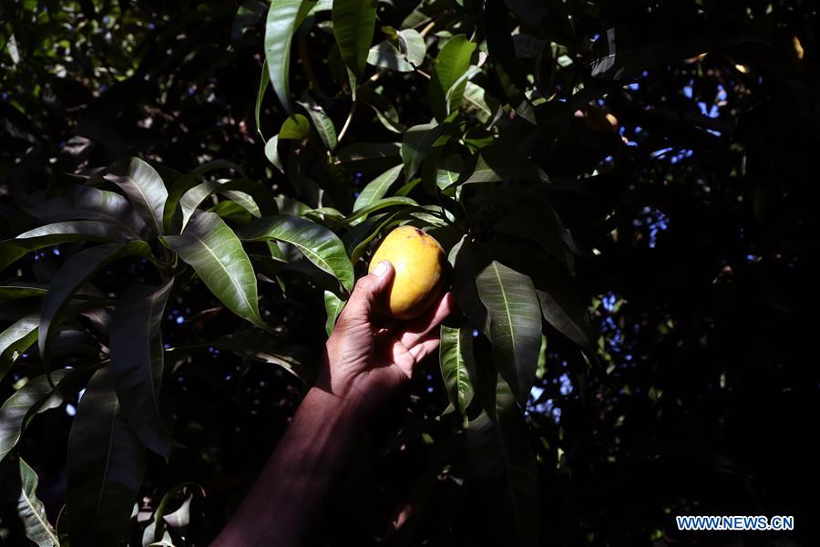 EGYPT-MONOFYA-MANGO HARVEST