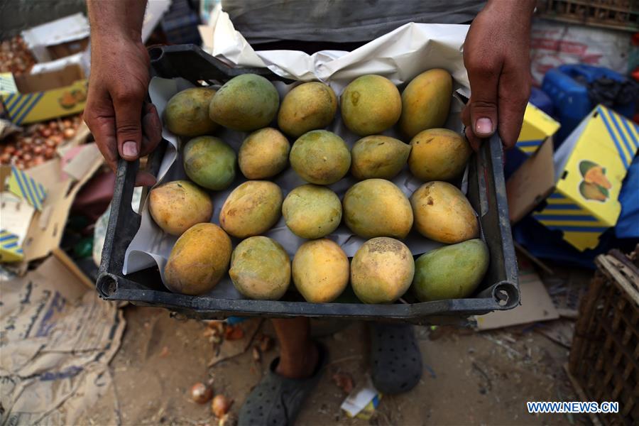 EGYPT-MONOFYA-MANGO HARVEST