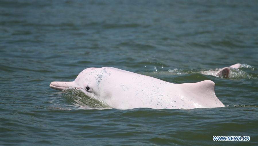 Xinhua Headlines: China to keep closer eye on endangered dolphins under epic bridge