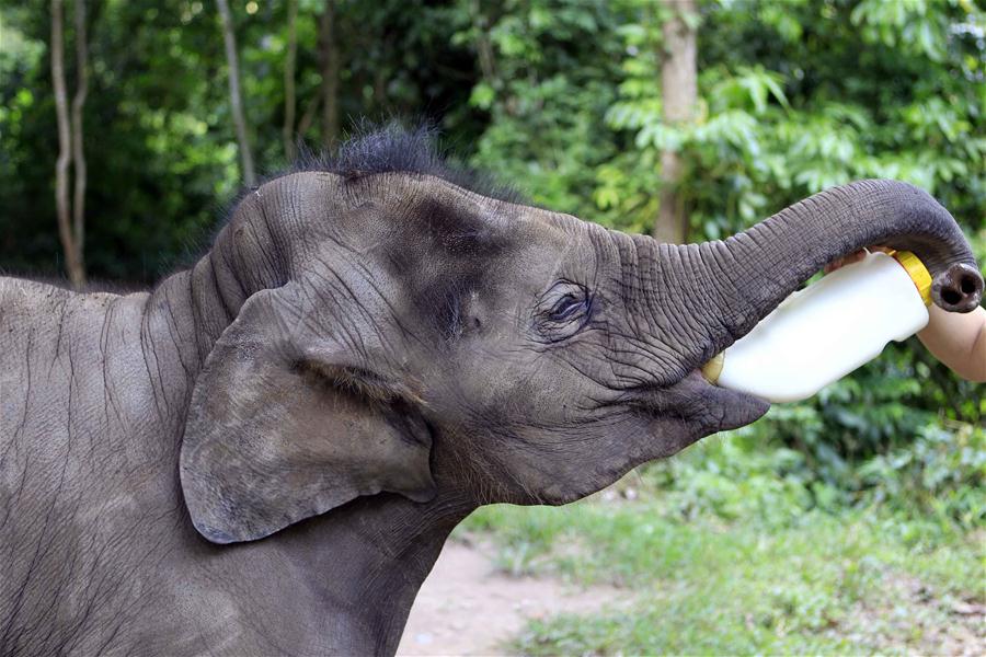 Xinhua Headlines: China on the way to revive majesty of Asian elephants
