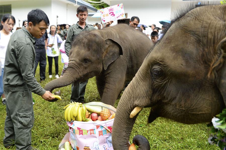 Xinhua Headlines: China on the way to revive majesty of Asian elephants