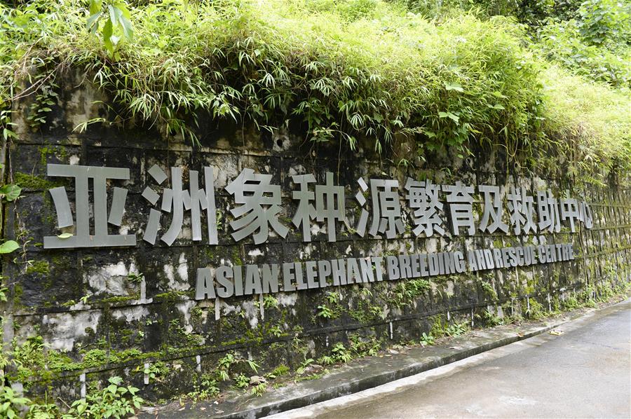 Xinhua Headlines: China on the way to revive majesty of Asian elephants