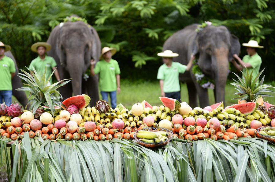 Xinhua Headlines: China on the way to revive majesty of Asian elephants