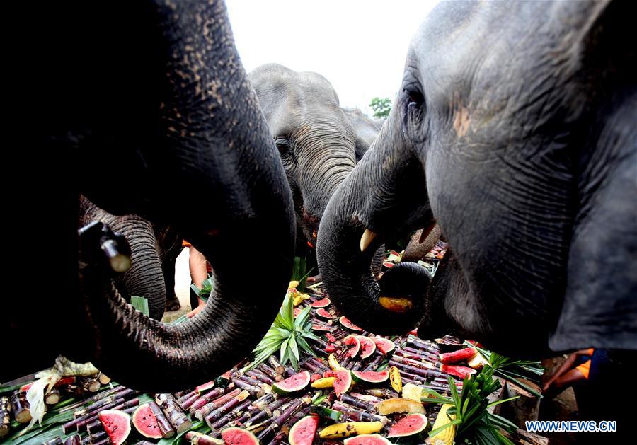 MYANMAR-BAGO-WORLD ELEPHANT DAY