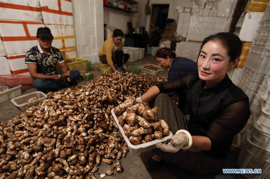 Logistics enterprises help develop matsutake farming in China's Sichuan