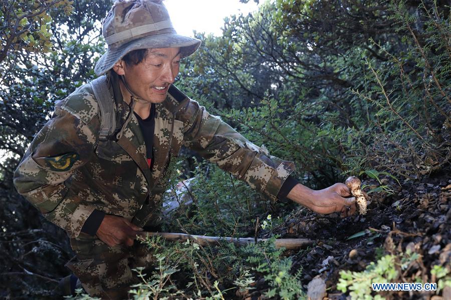 Logistics enterprises help develop matsutake farming in China's Sichuan Xinhua English.news.cn