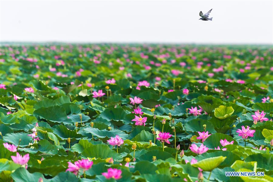 CHINA-HUBEI-HONGHU LAKE-PROTECTION (CN)