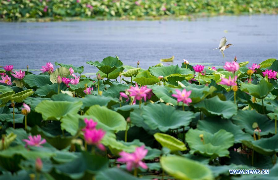 CHINA-HUBEI-HONGHU LAKE-PROTECTION (CN)