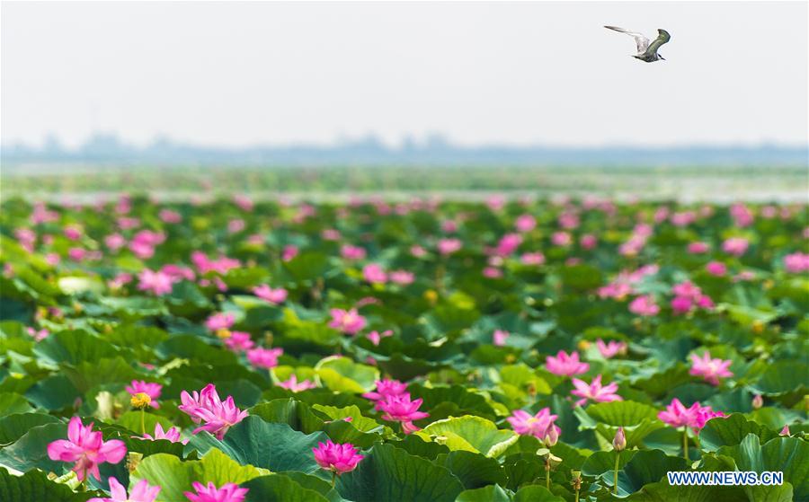 CHINA-HUBEI-HONGHU LAKE-PROTECTION (CN)