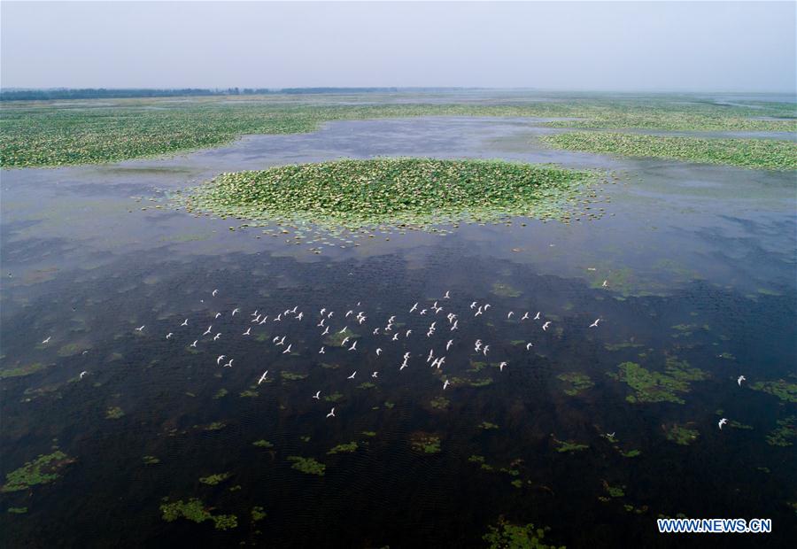 CHINA-HUBEI-HONGHU LAKE-PROTECTION (CN)