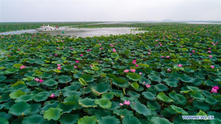 CHINA-HUBEI-HONGHU LAKE-PROTECTION (CN)