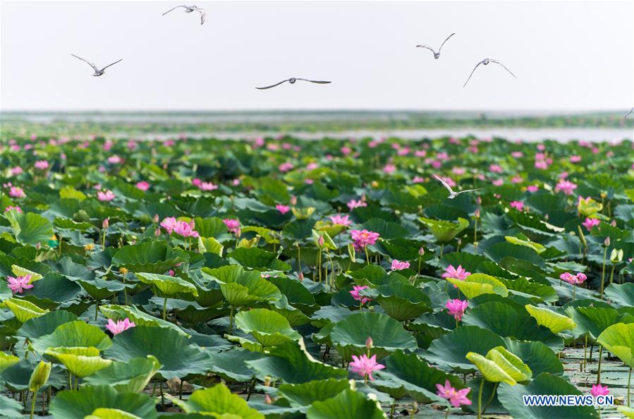 CHINA-HUBEI-HONGHU LAKE-PROTECTION (CN)