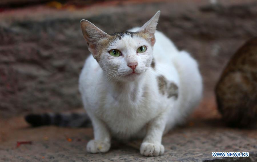 NEPAL-KATHMANDU-DAILY LIFE-CAT