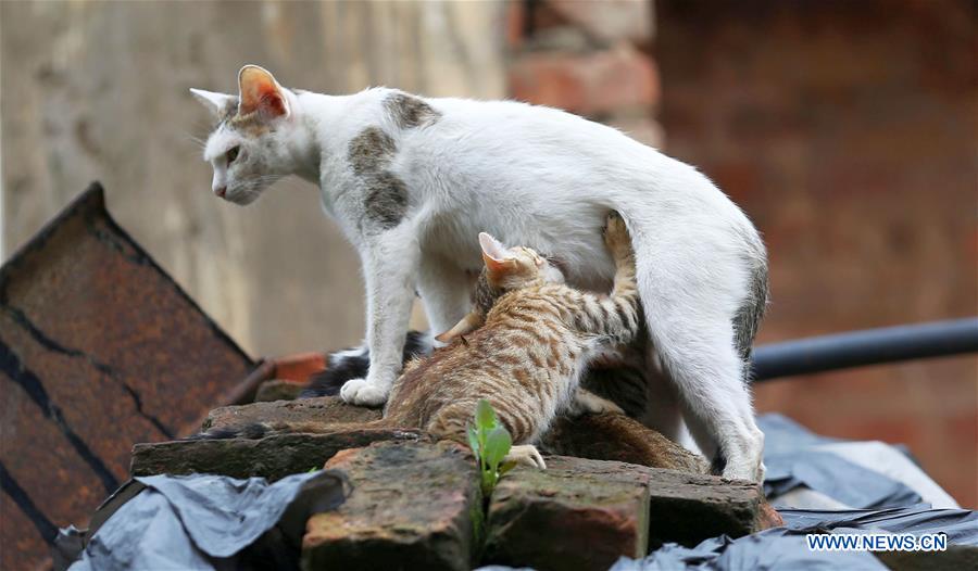 NEPAL-KATHMANDU-DAILY LIFE-CAT