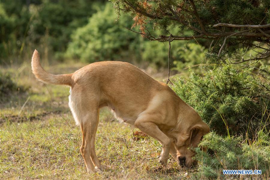 GREECE-TRIKALA-TRUFFLE HUNTING