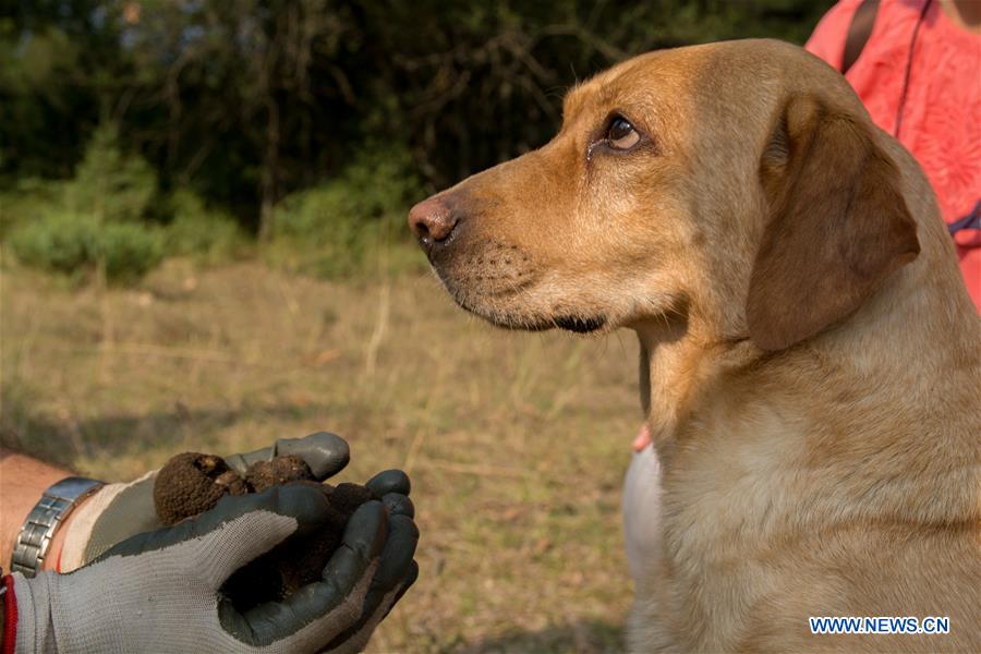 GREECE-TRIKALA-TRUFFLE HUNTING