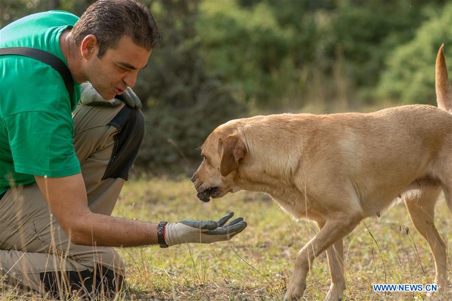 GREECE-TRIKALA-TRUFFLE HUNTING