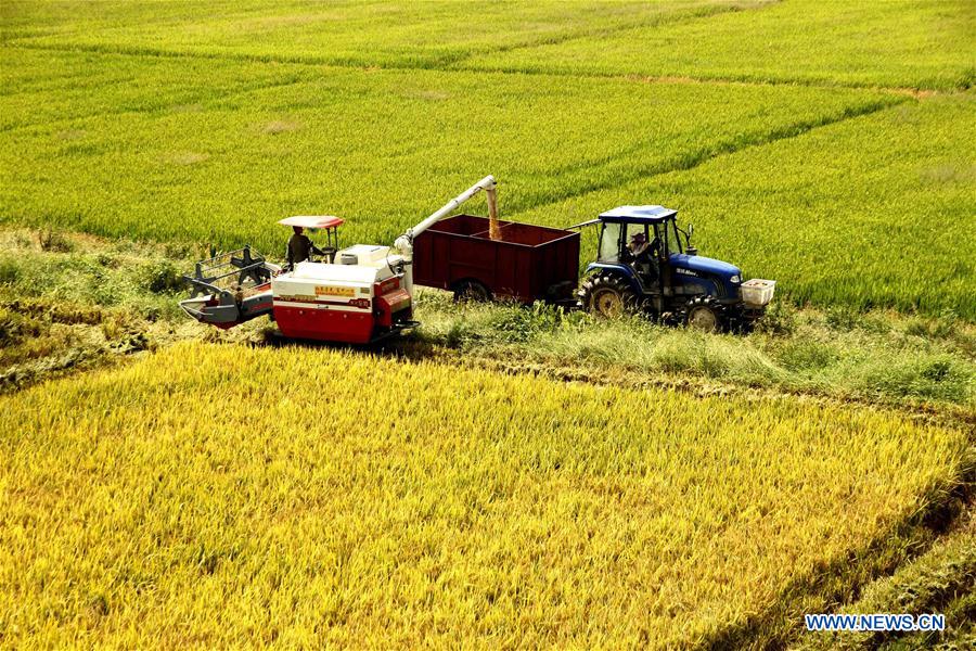 #CHINA-JIANGXI-AGRICULTURE-HARVEST (CN)