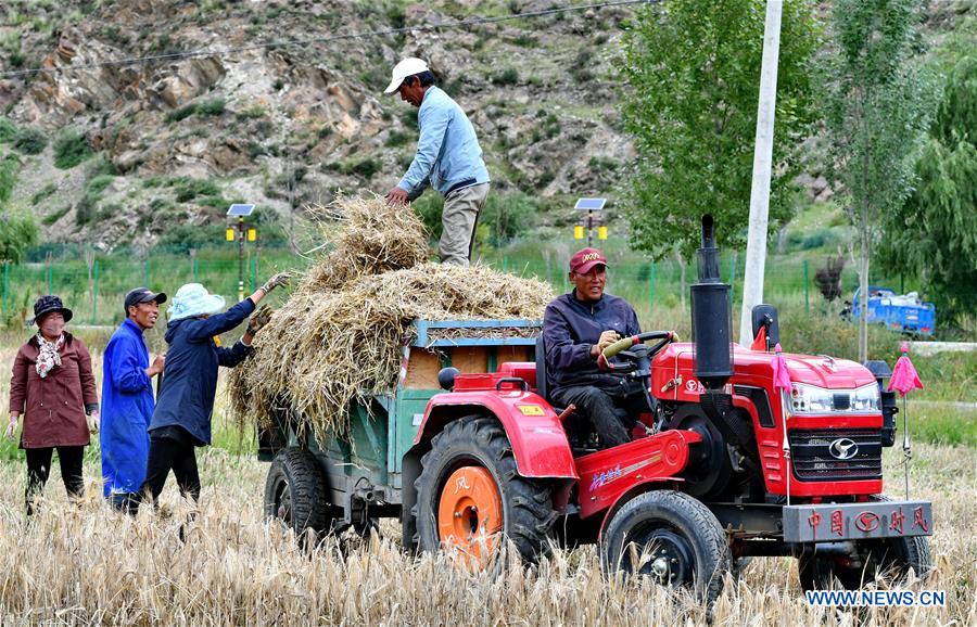 CHINA-TIBET-AGRICULTURE-HARVEST (CN)