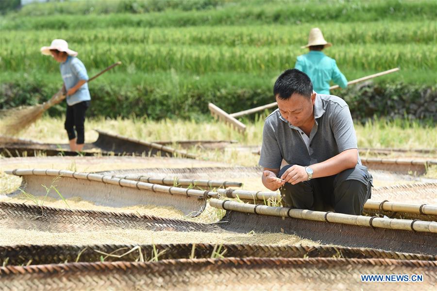 #CHINA-GUIZHOU-YUQING-FARMER-CHEN GANG (CN)