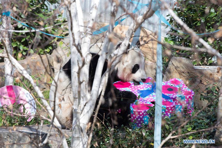 AUSTRALIA-ADELAIDE-PANDA-BIRTHDAY