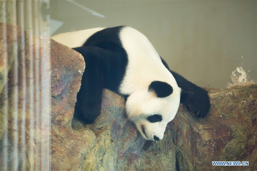 AUSTRALIA-ADELAIDE-PANDA-BIRTHDAY