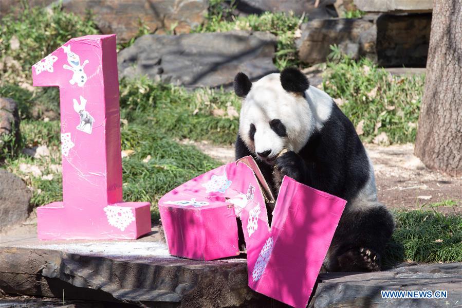 AUSTRALIA-ADELAIDE-PANDA-BIRTHDAY