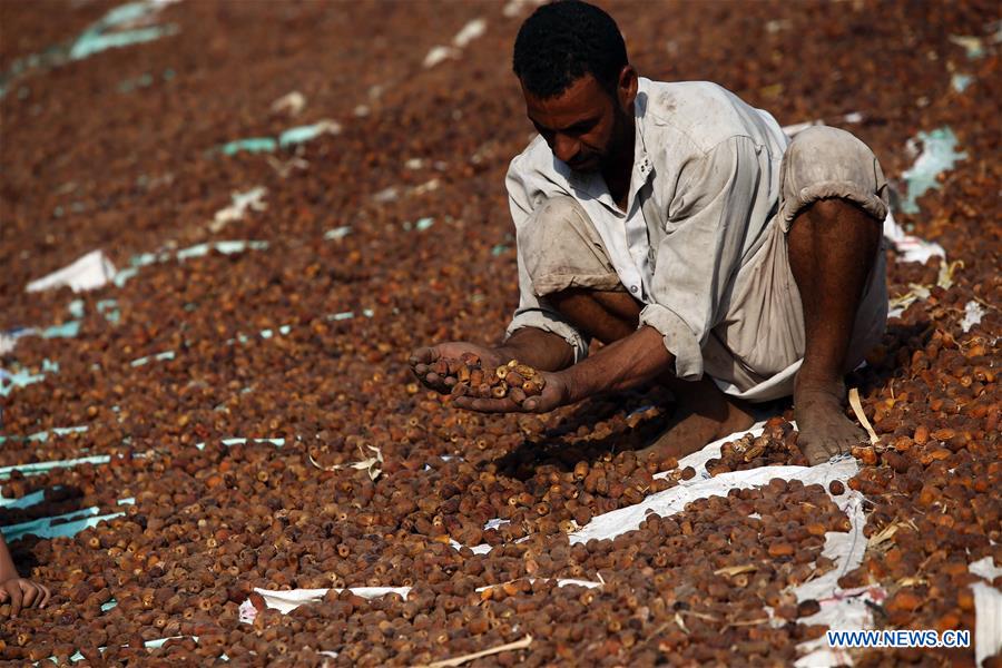 EGYPT-GIZA-DATES-HARVEST
