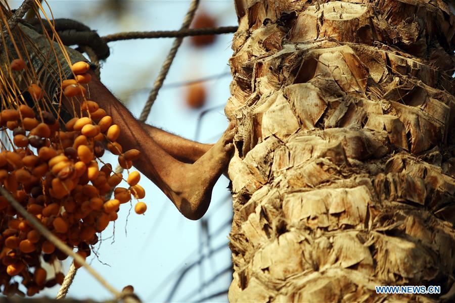 EGYPT-GIZA-DATES-HARVEST