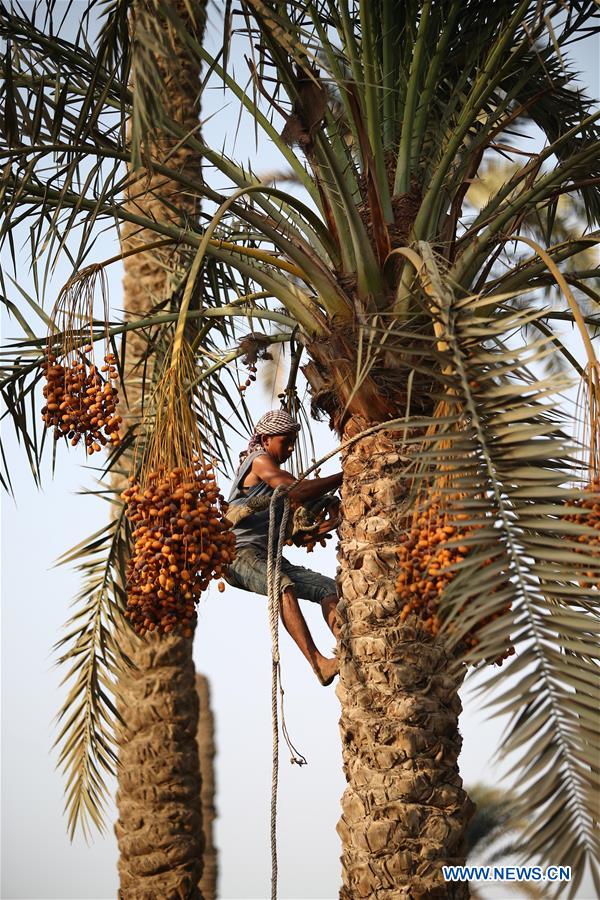 EGYPT-GIZA-DATES-HARVEST