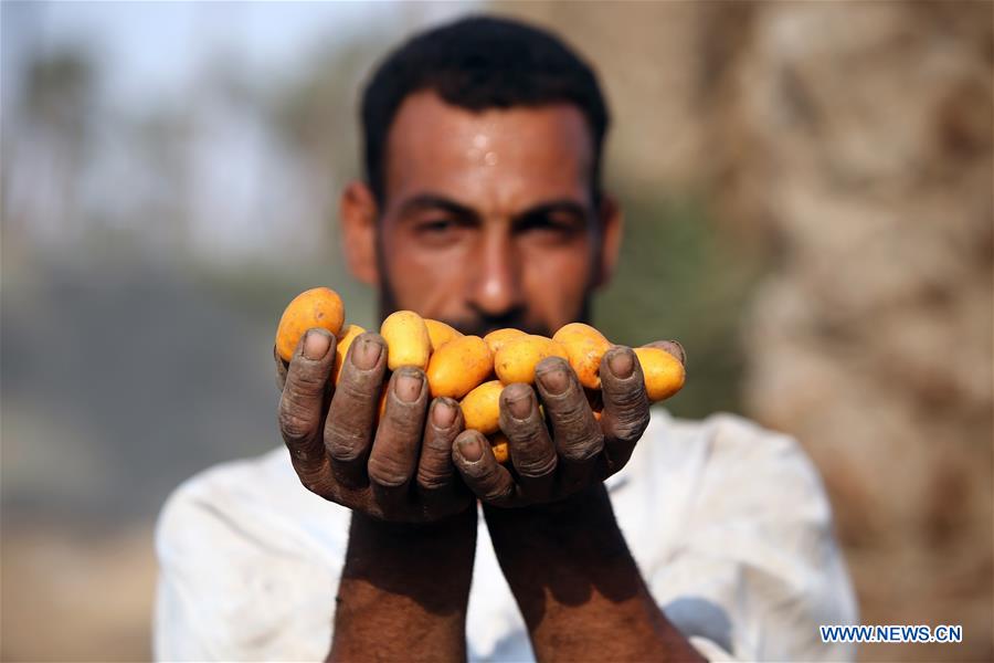 EGYPT-GIZA-DATES-HARVEST