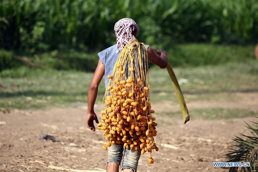 EGYPT-GIZA-DATES-HARVEST