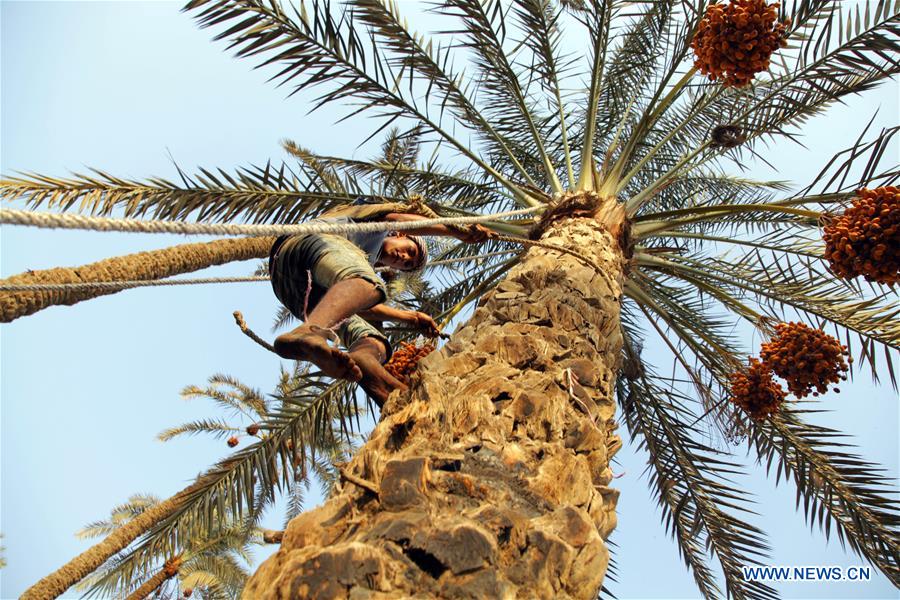 EGYPT-GIZA-DATES-HARVEST