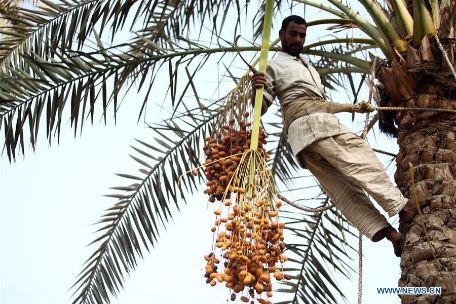 EGYPT-GIZA-DATES-HARVEST