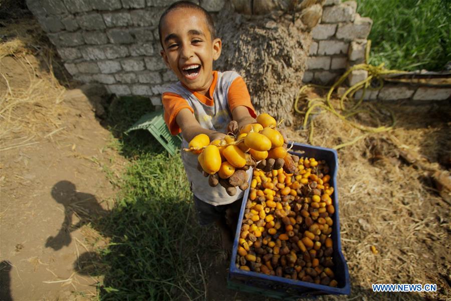 EGYPT-GIZA-DATES-HARVEST