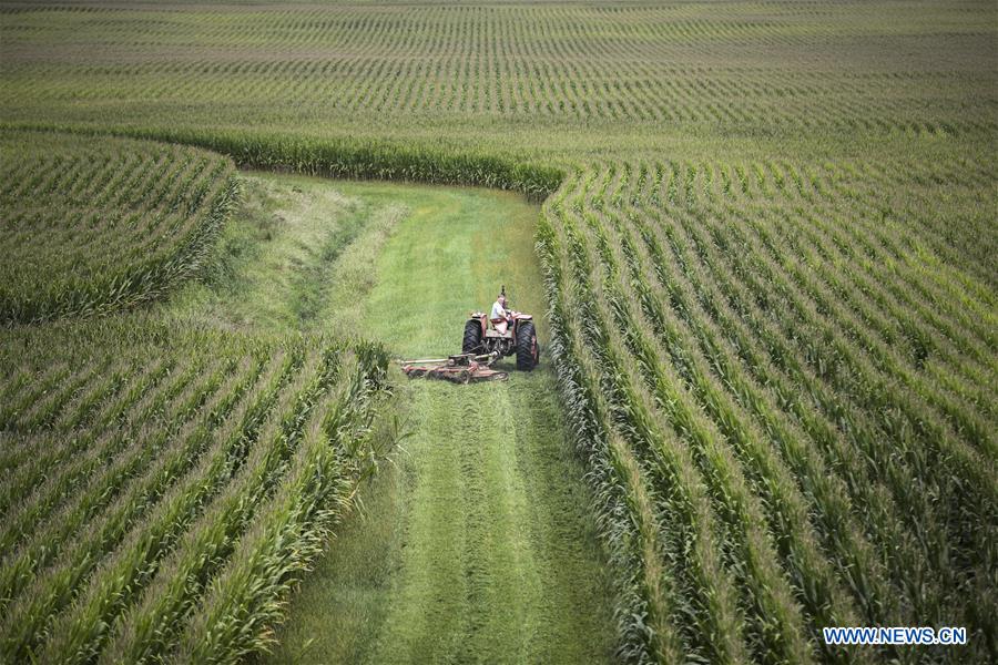Xinhua Headlines: Trump's tariffs make American farmers anxious as harvest season draws near