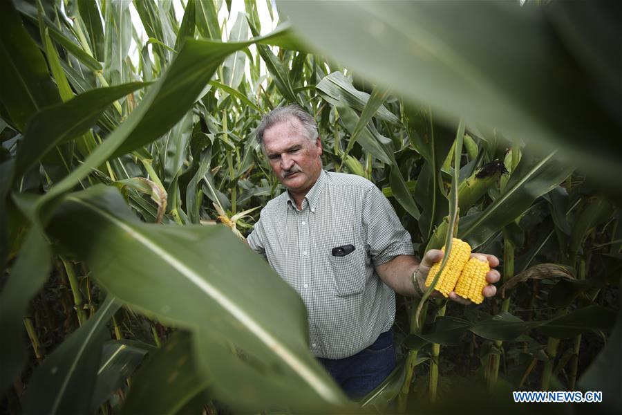 Xinhua Headlines: Trump's tariffs make American farmers anxious as harvest season draws near