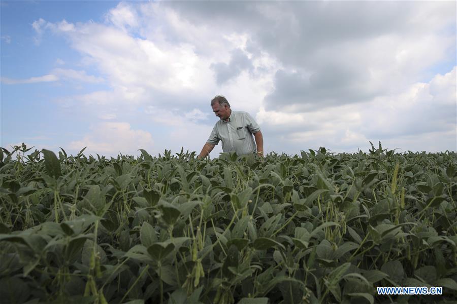 Xinhua Headlines: Trump's tariffs make American farmers anxious as harvest season draws near