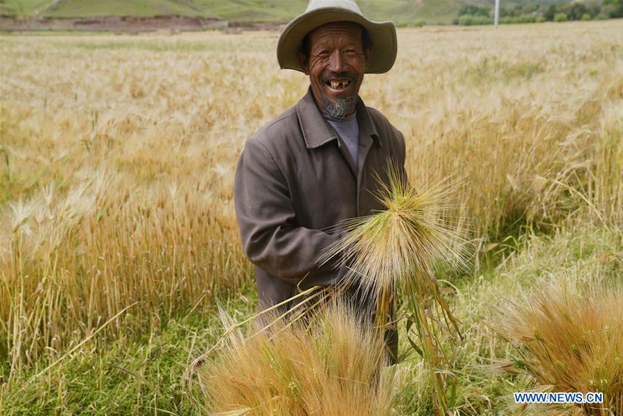 CHINA-TIBET-AGRICULTURE-HARVEST (CN)