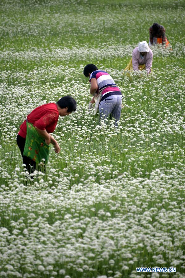 #CHINA-SHANDONG-GARLIC CHIVES FLOWERS-HARVEST (CN)