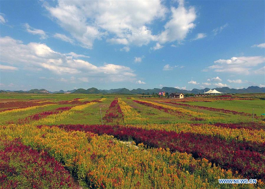 CHINA-YUNNAN-LUOPING-COLORFUL FLOWER FIELDS (CN)