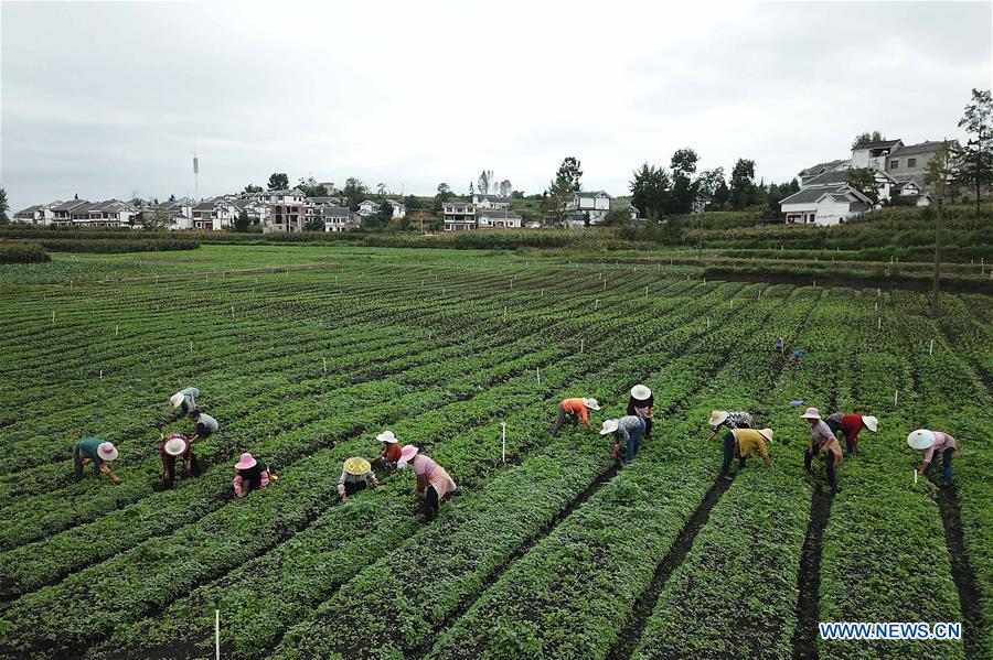 #CHINA-GUIZHOU-VILLAGES-FARM WORK (CN)
