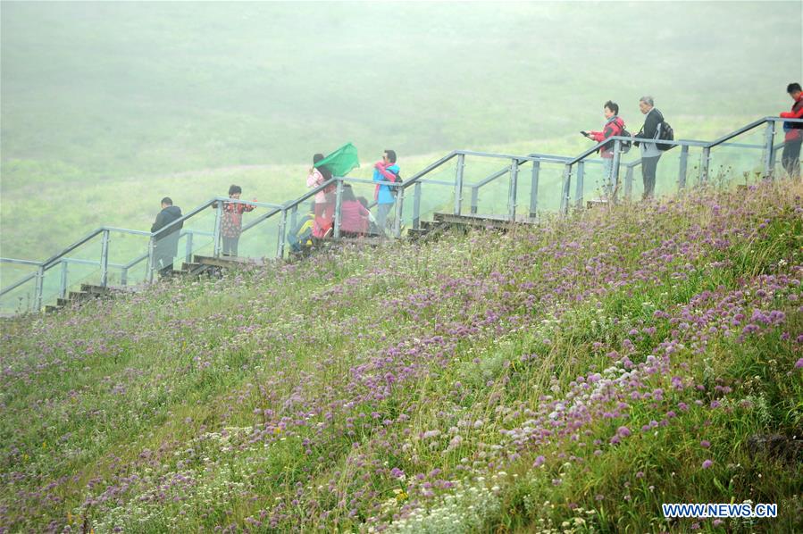 #CHINA-GUIZHOU-CHIVE FLOWER(CN)