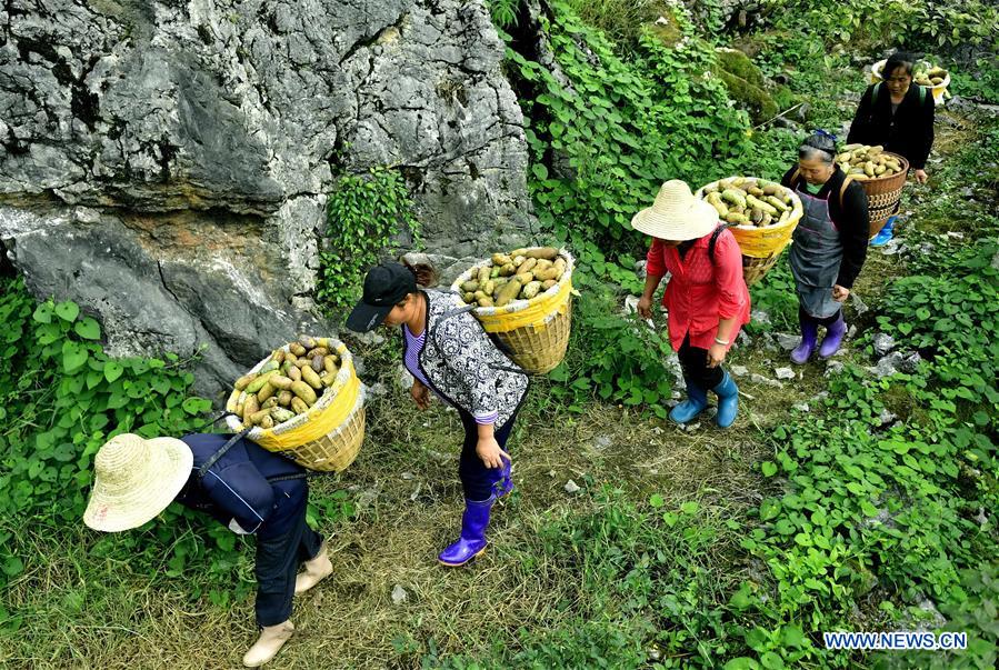 #CHINA-AUTUMN-FARM WORK (CN)
