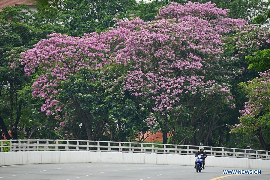 SINGAPORE-TRUMPET TREE-BLOSSOM