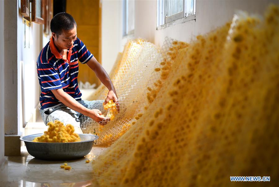 #CHINA-GUANGXI-COLOR COCOON (CN)