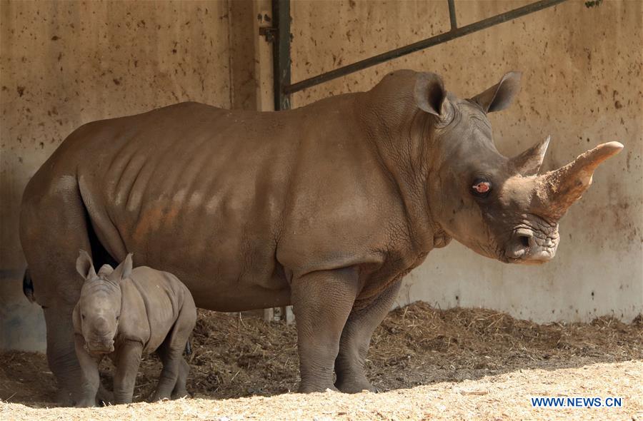 ISRAEL-RAMAT GAN-WHITE RHINOCEROS-NEW BORN