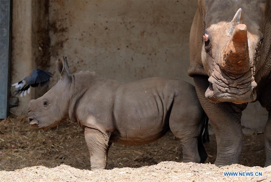 ISRAEL-RAMAT GAN-WHITE RHINOCEROS-NEW BORN